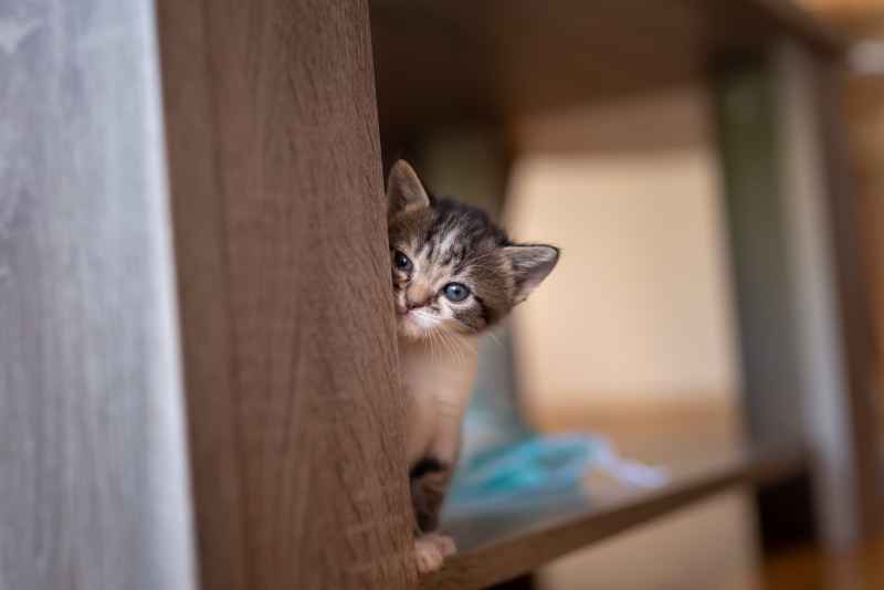Chat qui se cache et refuse de manger : signal de stress ou urgence ? Comportementaliste Animaux