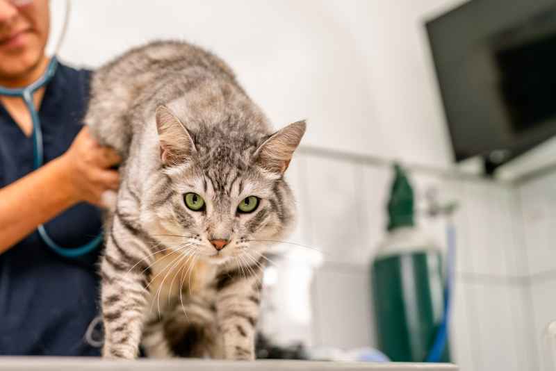 La peur et le stress Comportementaliste Animaux